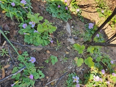Pelargonium vitifolium