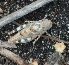 Sphingonotus caerulans