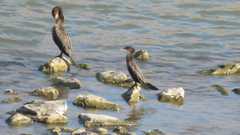 Nannopterum brasilianum