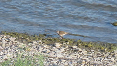 Charadrius vociferus