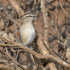 Tchagra australis