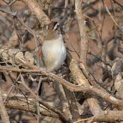 Tchagra australis