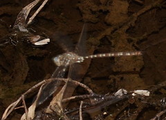 Austroaeschna unicornis