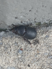 Dyscinetus morator