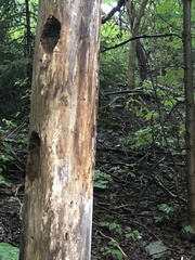 Dryocopus