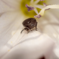 Spermophagus kuesteri