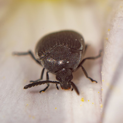 Spermophagus kuesteri