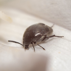 Spermophagus kuesteri