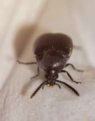 Spermophagus kuesteri