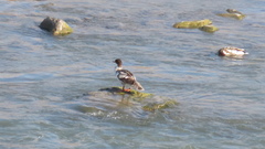 Mergus merganser