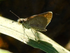 Callimormus saturnus