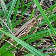 Chorthippus albomarginatus