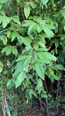 Cotoneaster × watereri