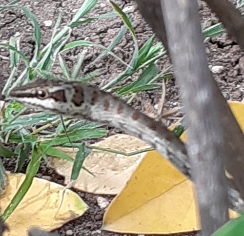 Link-marked Sand Snake