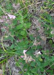 Teucrium chamaedrys nuchense