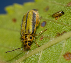 Xanthogaleruca luteola