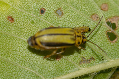 Xanthogaleruca luteola