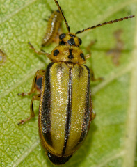 Xanthogaleruca luteola