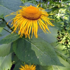 Telekia speciosa