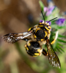Anthidium florentinum