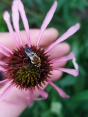 Melissodes desponsus