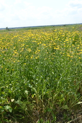 Centaurea chartolepis