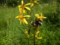 Bombus patagiatus