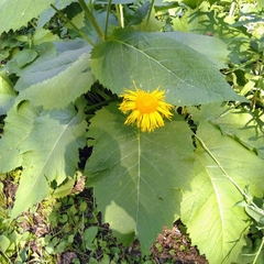Telekia speciosa