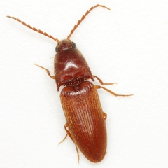 Anchastus rufus