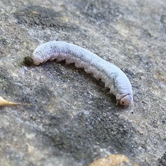 Monostegia