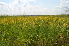 Centaurea chartolepis