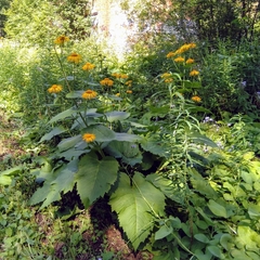Telekia speciosa