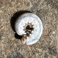 Monostegia
