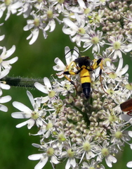 Amblyteles armatorius