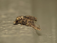 Chlumetia transversa