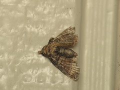 Chlumetia transversa