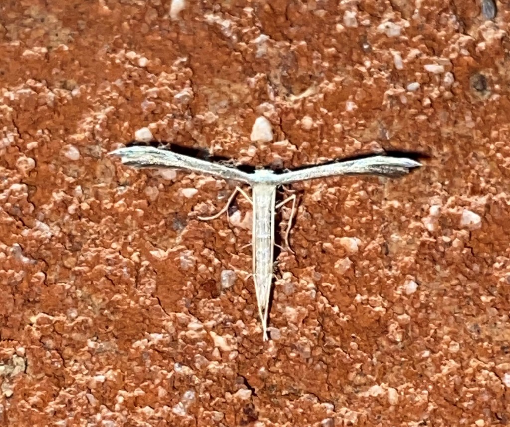 Belfrage's Plume Moth from UnderwoodPetersville Community Center