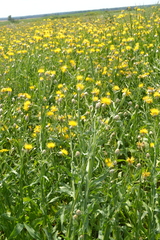 Centaurea chartolepis