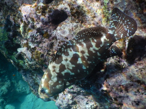 Epinephelus polyphekadion