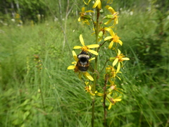 Bombus patagiatus