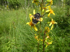 Bombus patagiatus