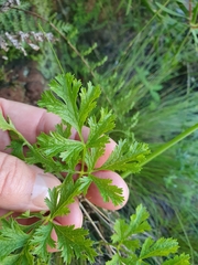 Glia prolifera