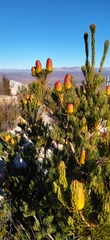 Leucadendron nobile