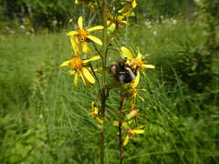 Bombus patagiatus