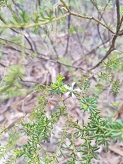 Philotheca salsolifolia