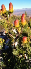 Leucadendron nobile