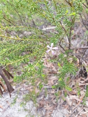 Philotheca salsolifolia