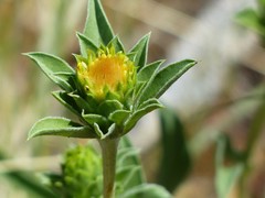 Pyrrocoma carthamoides