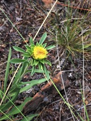 Pyrrocoma carthamoides