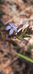 Plumbago caerulea